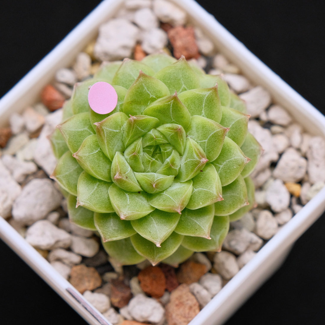 Echeveria Malgan hybrid Imported Succulent Plant *New* 美妮杂