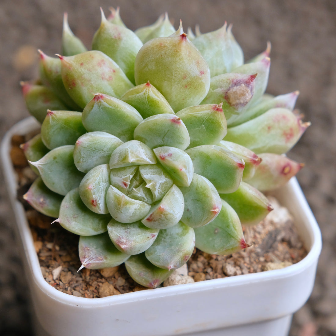 Echeveria Ice Diamond double Korean Succulent Plant