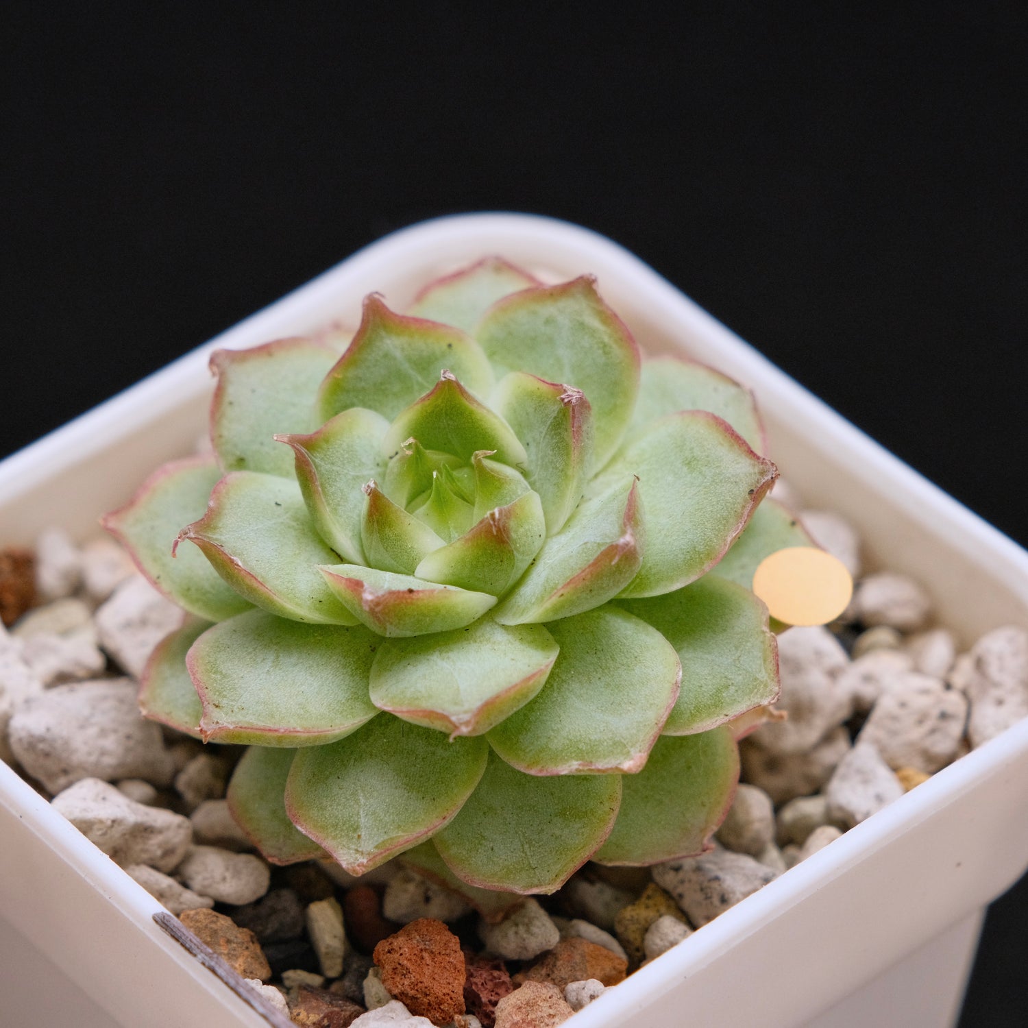 Echeveria Malgan hybrid Imported Succulent Plant *New* 美妮杂