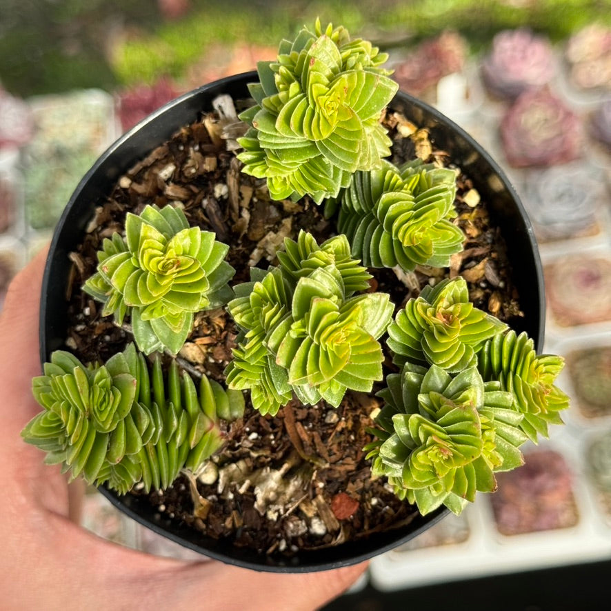 Crassula Spiralis Succulent Plant