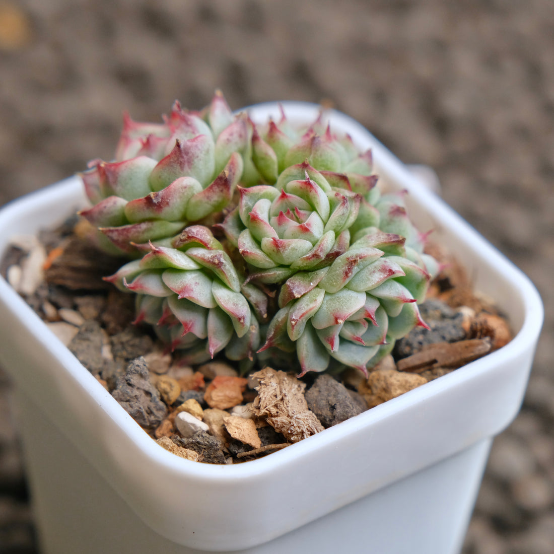 Echeveria Devil Jelly cluster Succulent Plant - A