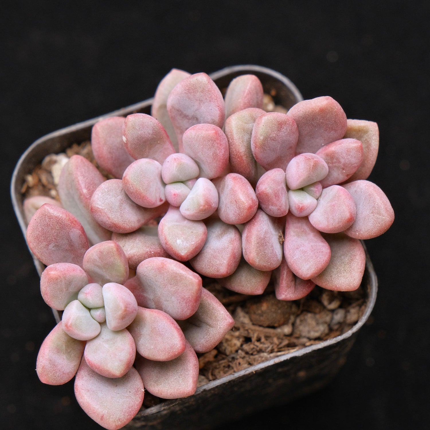 Graptopetalum Polari Heart Korean Succulent Plant