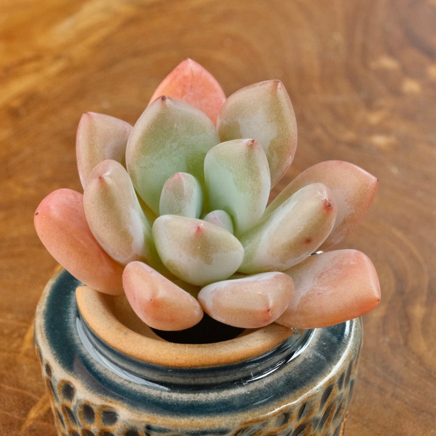 Graptoveria Opalina Korean Succulent Plant