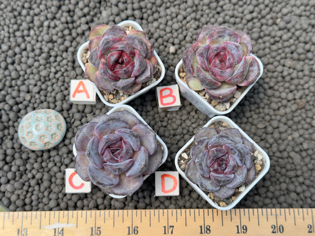 Echeveria Black Top Korean Succulent Plant