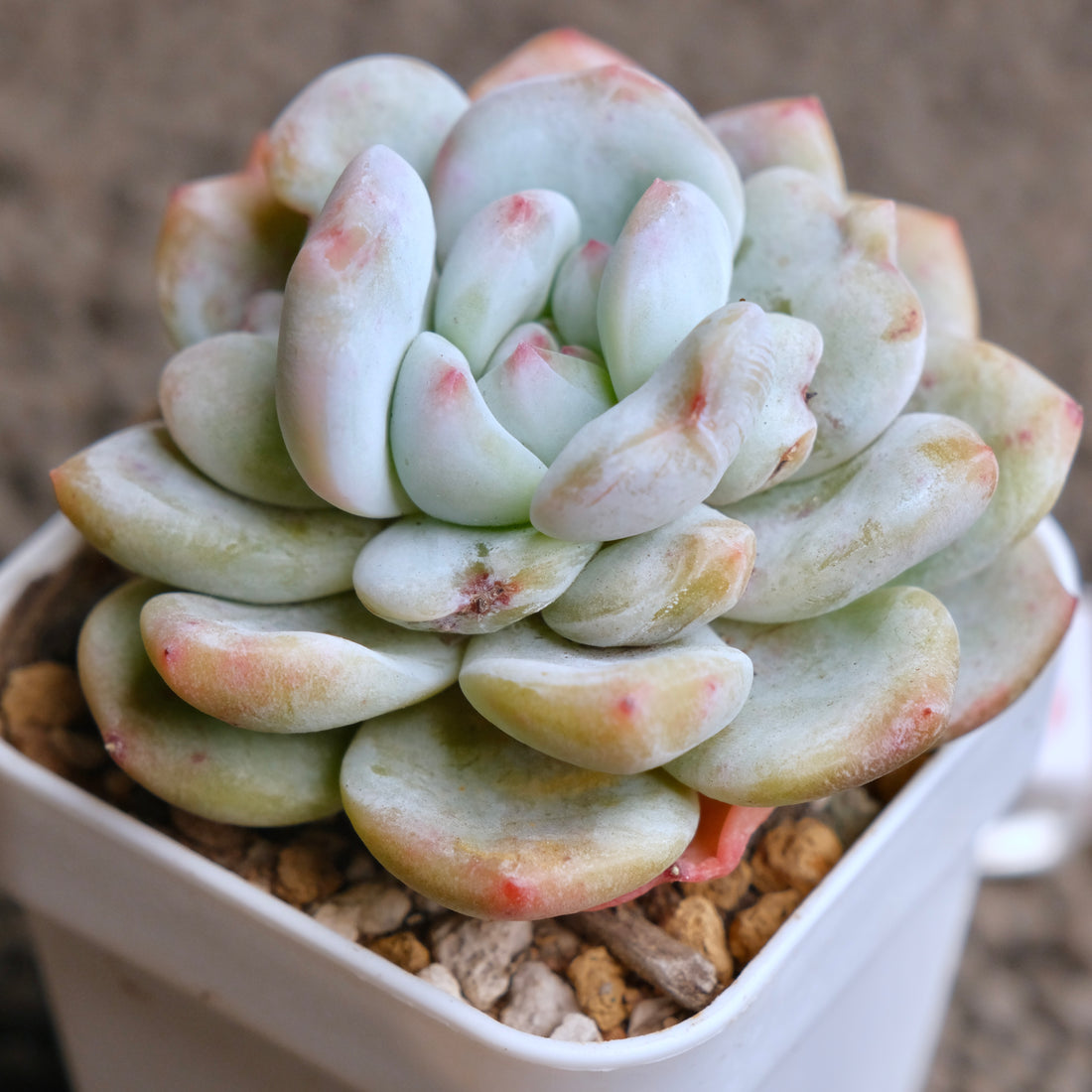 Monstrose Echeveria Monroe Imported Succulent Plant - B