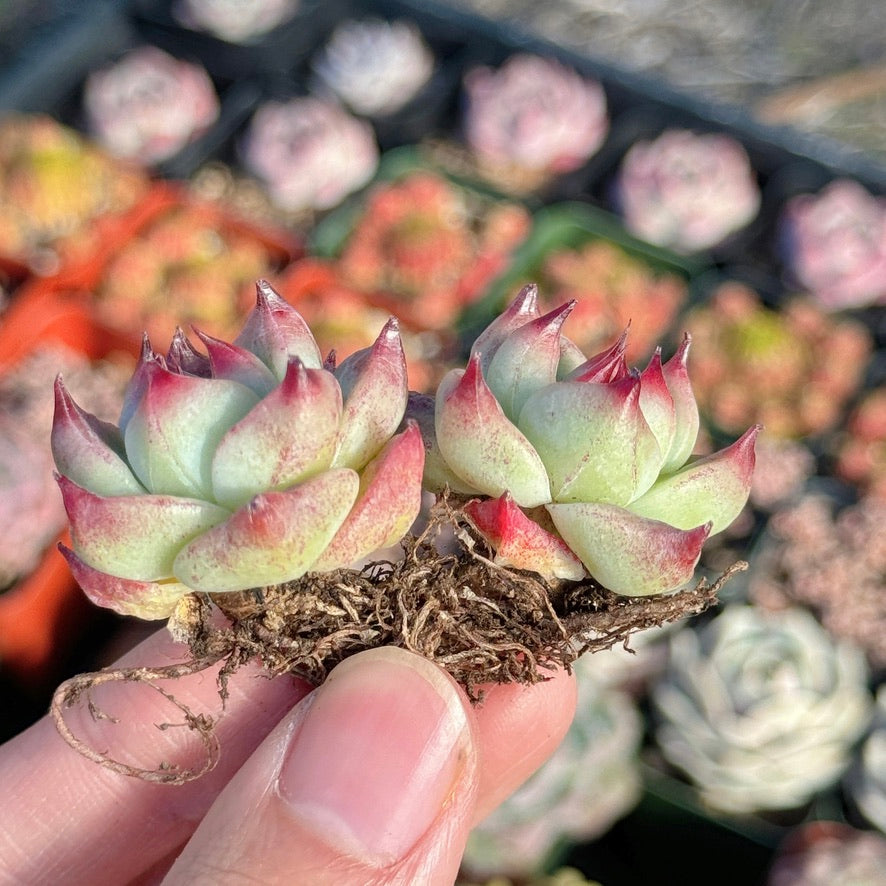 Echeveria Betelgeuse Succulent Plant *New* D