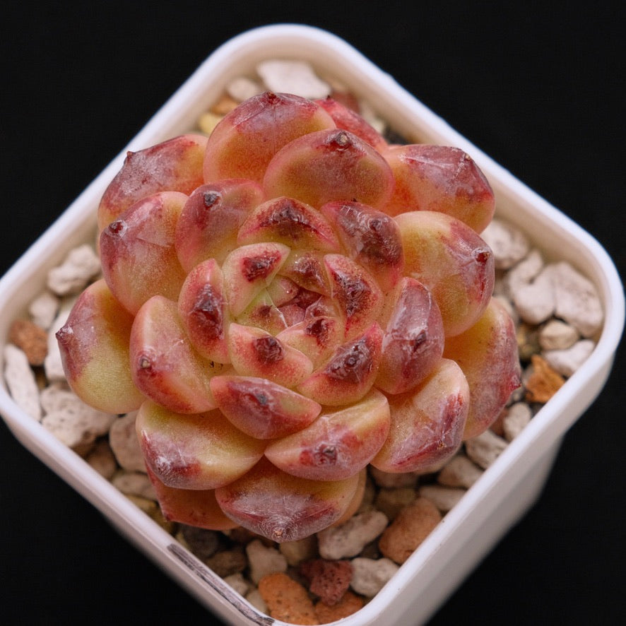 Echeveria Jelly sp Korean Succulent Plant *New*