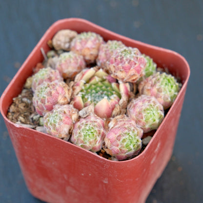 Sempervivum Spring Beauty Succulent Plant