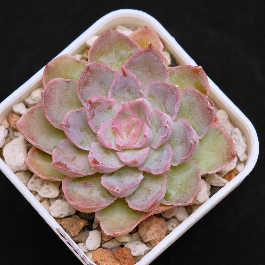 Echeveria Magic Savannah Korean Succulent Plant Air Magic Hybrid