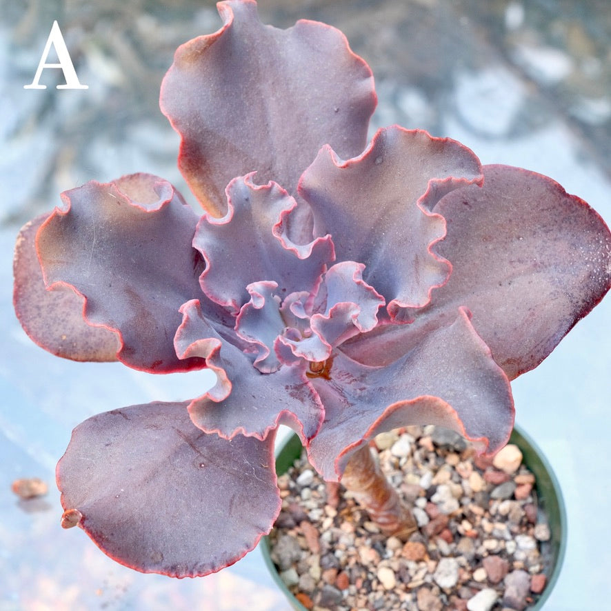 Echeveria Black Swan - Rare Dick Wright hybrid - A