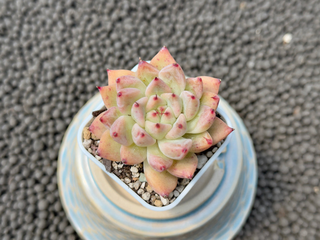 Echeveria Uriela Korean Succulent Plant Hwaga Hybrid