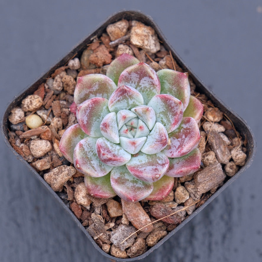 Echeveria Shyness Changhee hybrid Korean Succulent Plant