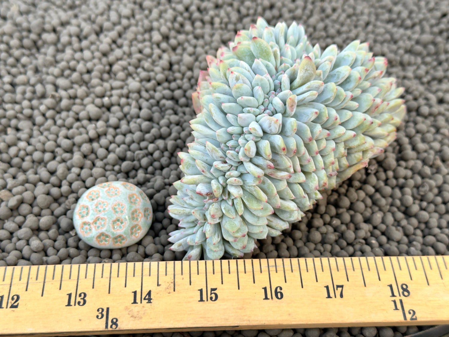 Big Crested Echeveria Monroe Korean Succulent Plant