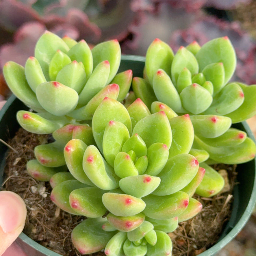 Sedum Peridot Succulent Plant