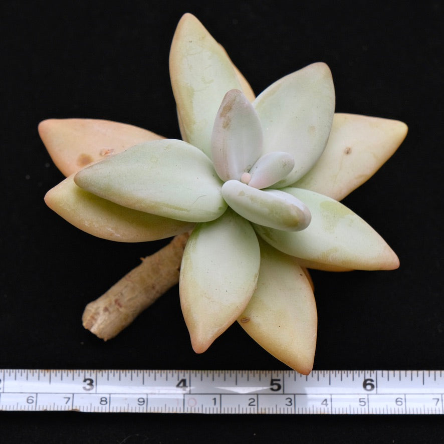 Large Pachyphytum werdermannii cutting Korean Succulent Plant