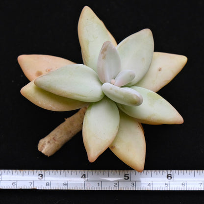 Large Pachyphytum werdermannii cutting Korean Succulent Plant