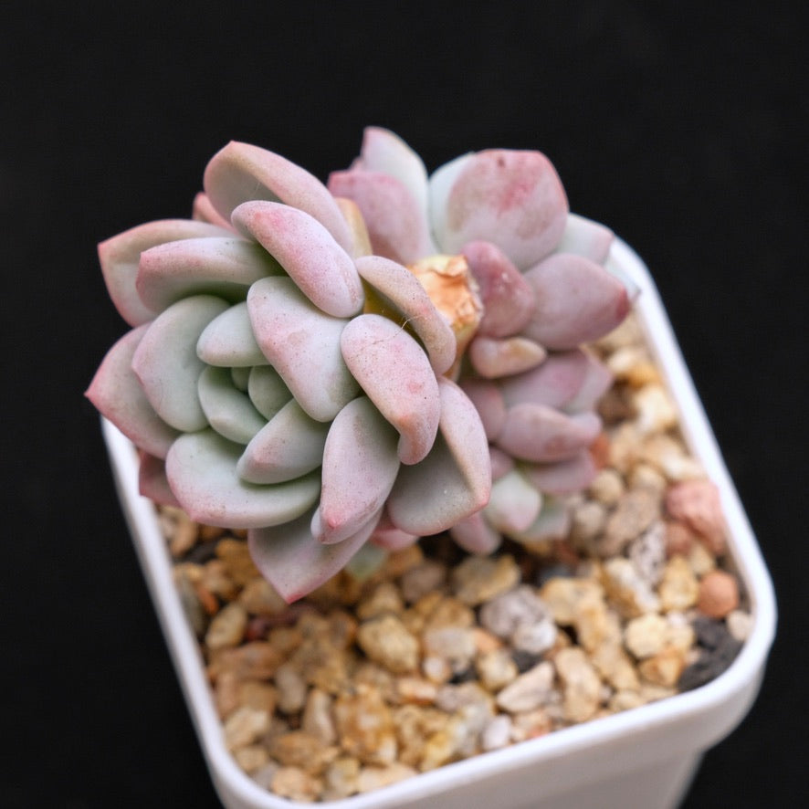 Pachyveria Ice Cream Korean Succulent Plant