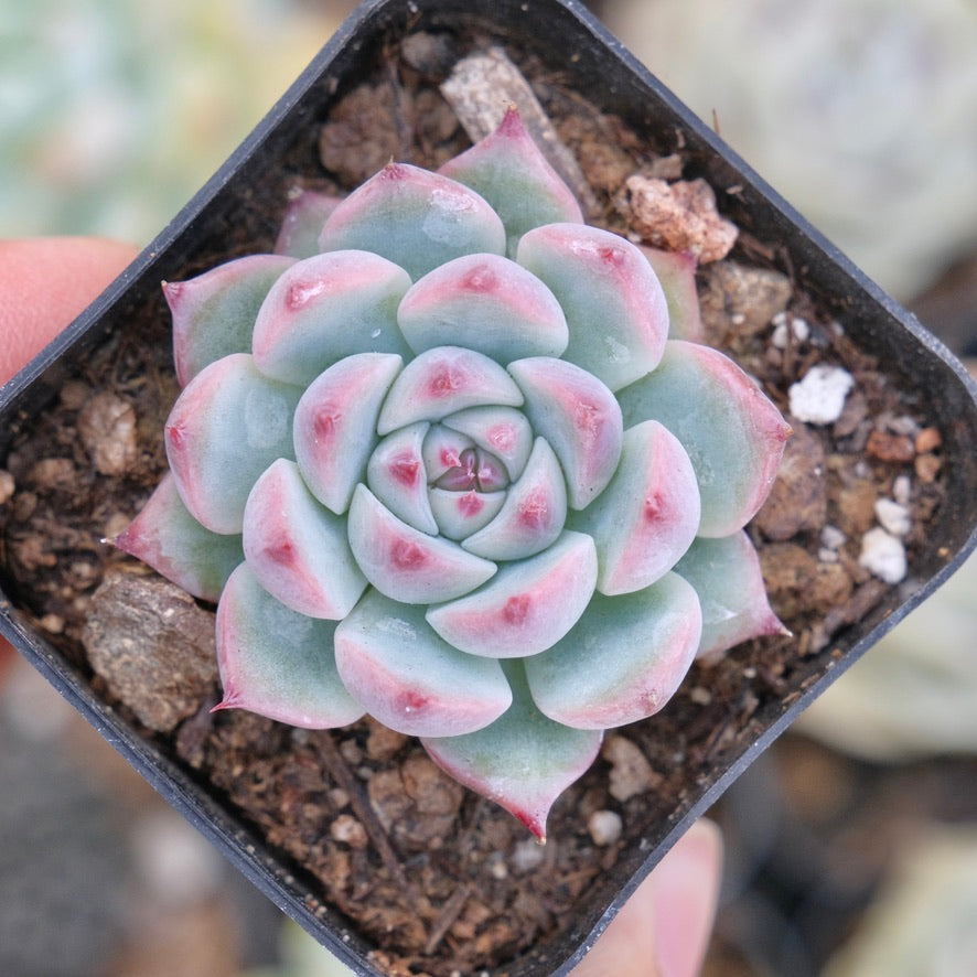 Echeveria chihuahuaensis Succulent Plant