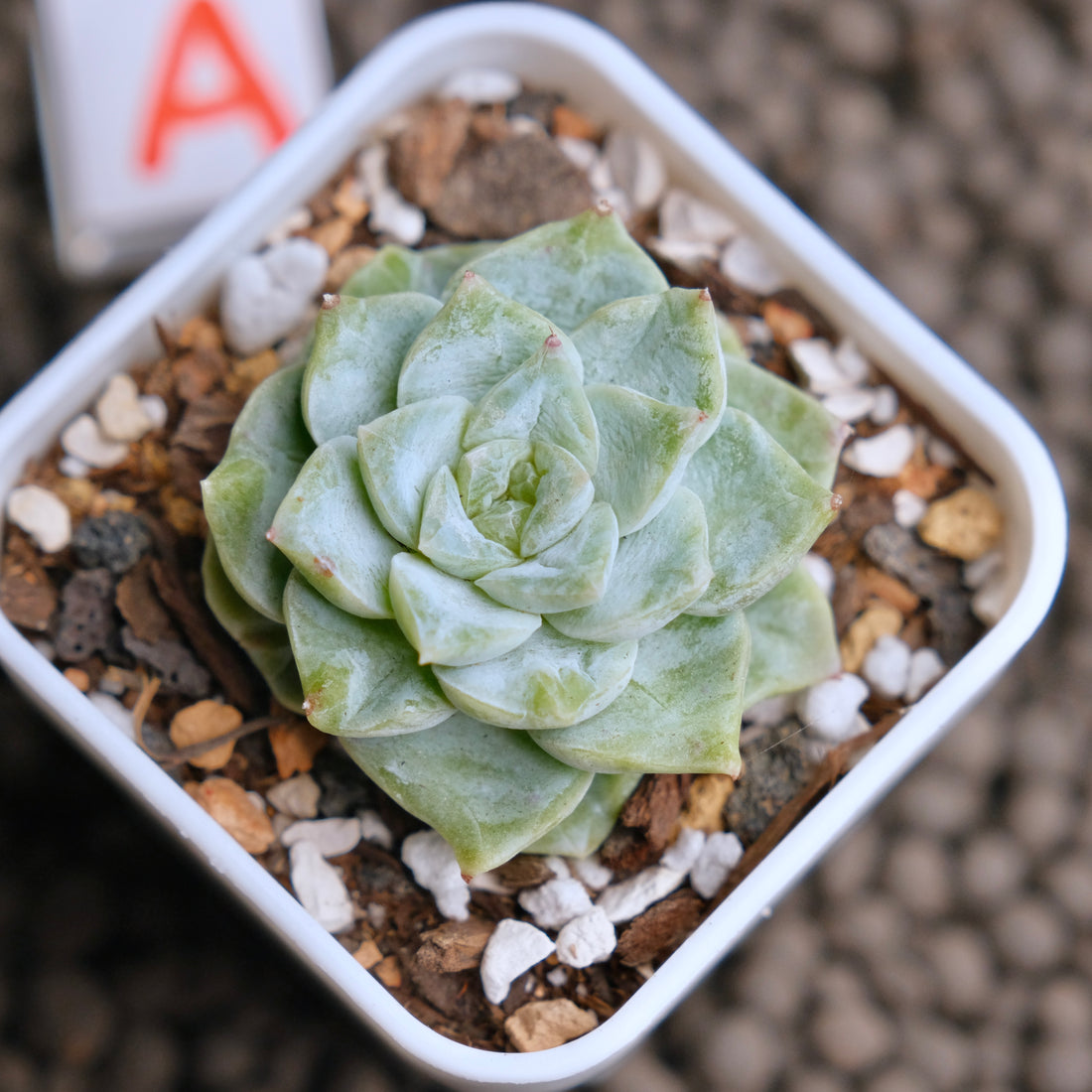 Echeveria Icy Snow (Monstrose) Imported Succulent Plant - A