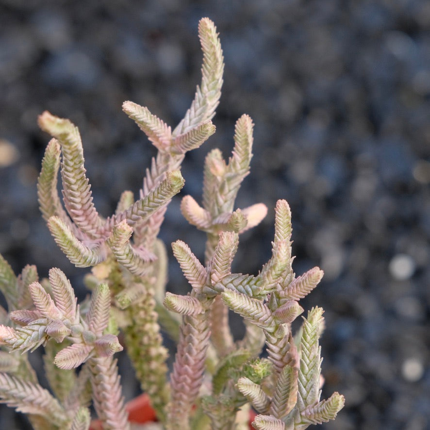 Variegated Crassula Watch Chain Succulent Plant