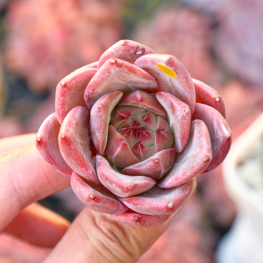 Echeveria Seosi Korean Succulent Plant Hwaga hybrid