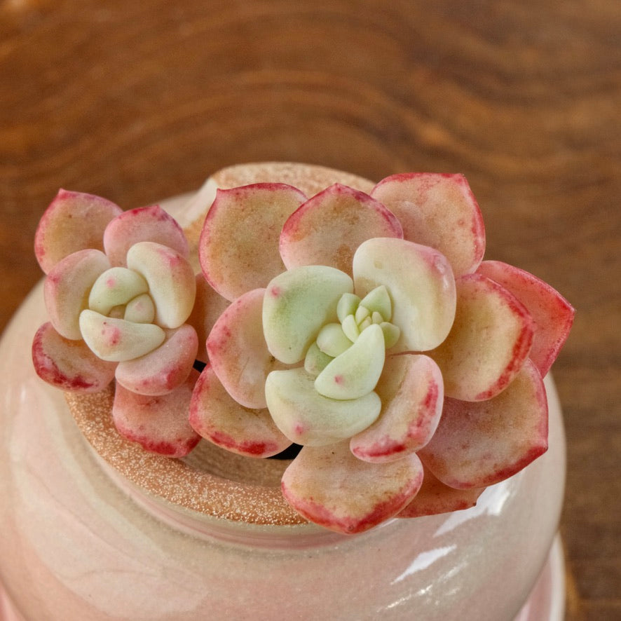 Echeveria Shamong cluster Korean Succulent Plant