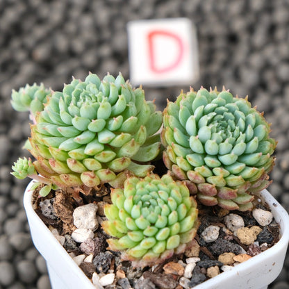 Echeveria Vincent Catto Imported Succulent Plant