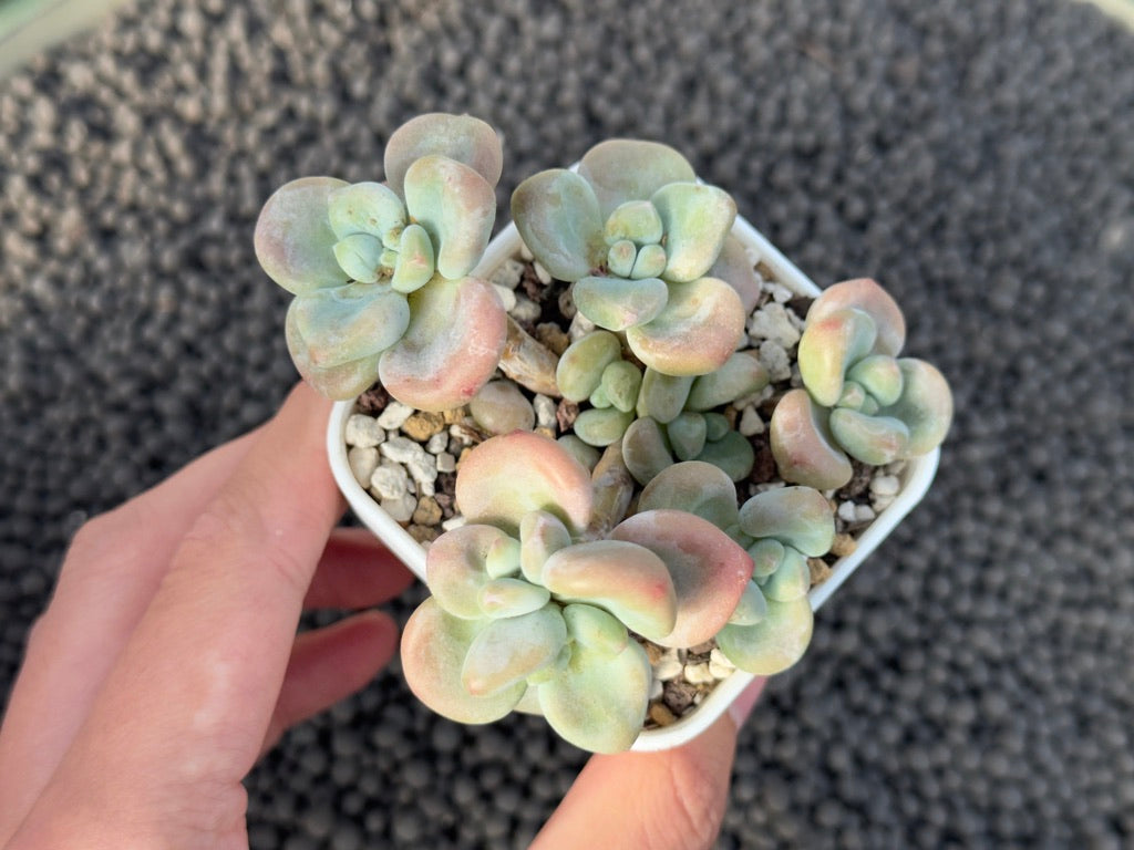 Graptosedum Miul Korean Succulent Plant