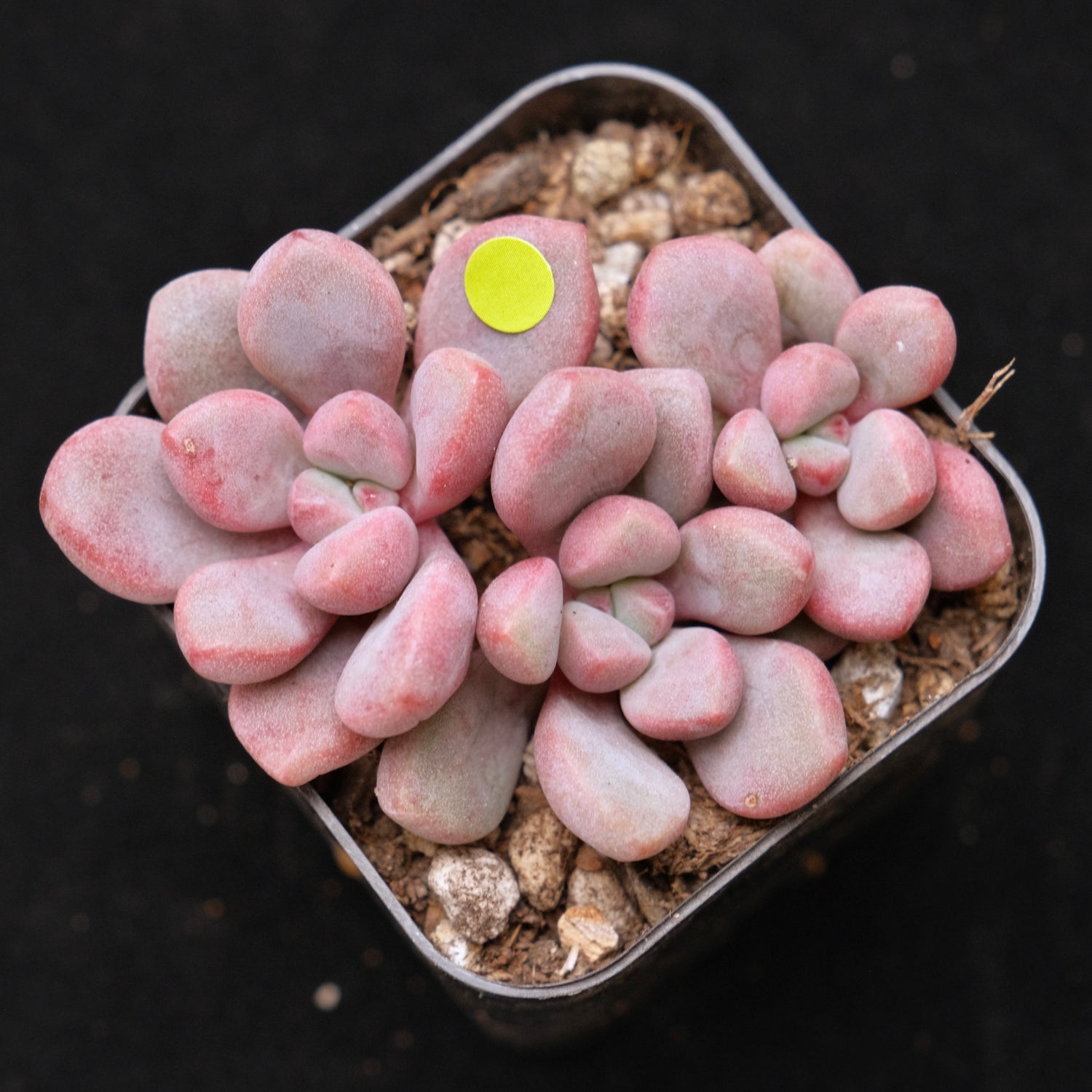 Graptopetalum Polari Heart Korean Succulent Plant