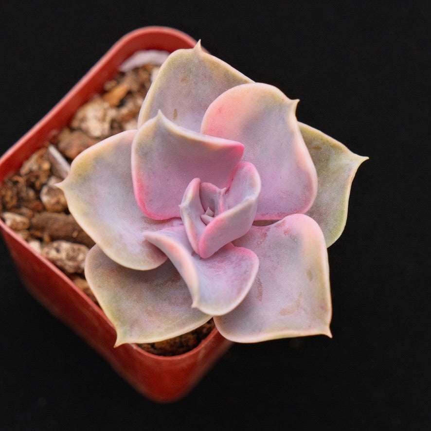 Variegated Echeveria Rainbow Korean Succulent Plant
