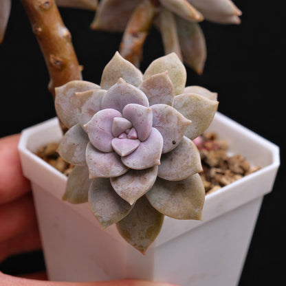 Variegated Graptopetalum Superbum Korean Succulent Plant