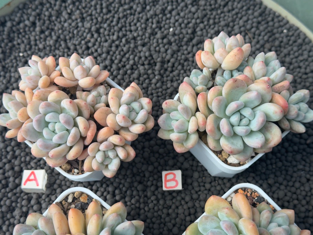 Pachyphytum Frevel Imported Succulent Plant