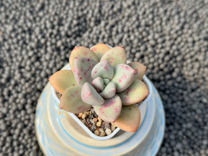 Graptoveria Story One Korean Succulent Plant Mam and Sister hybrid