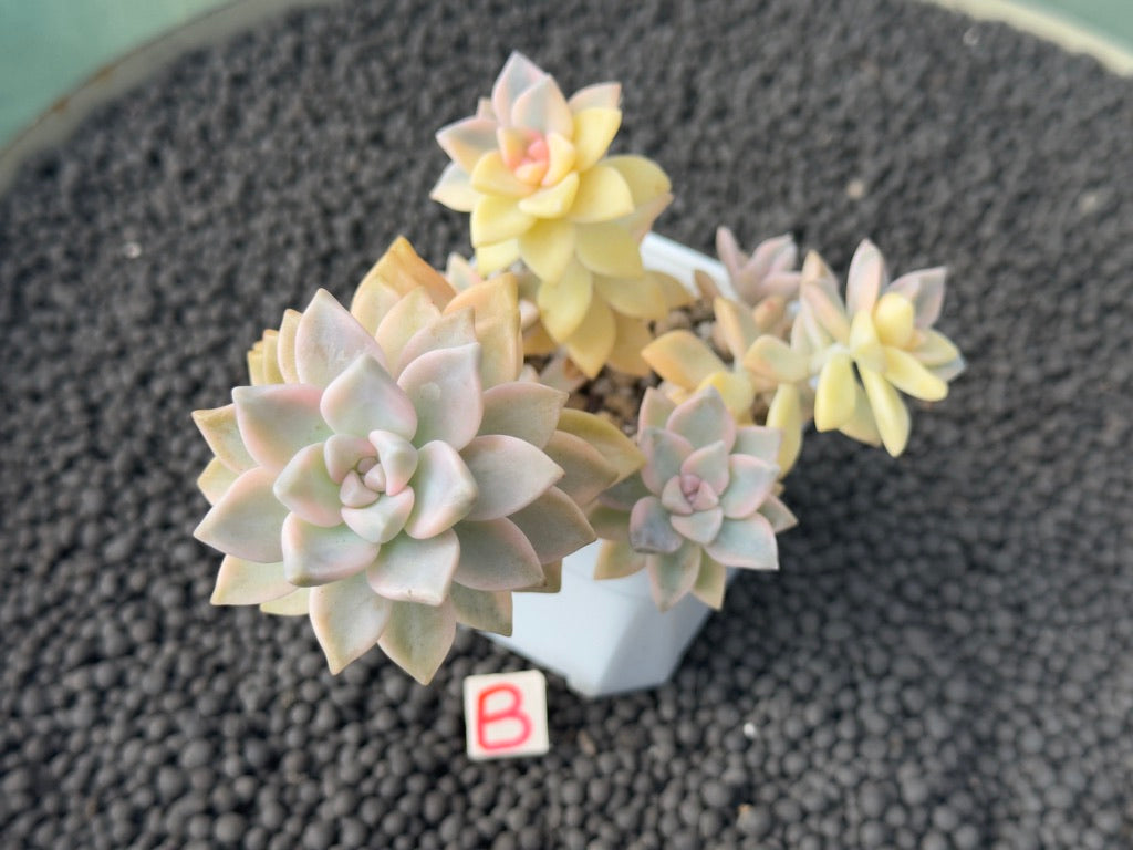 Variegated Graptosedum Ghosty Imported Succulent Plant