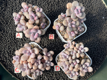 Graptopetalum amethystinum Imported Succulent Plant