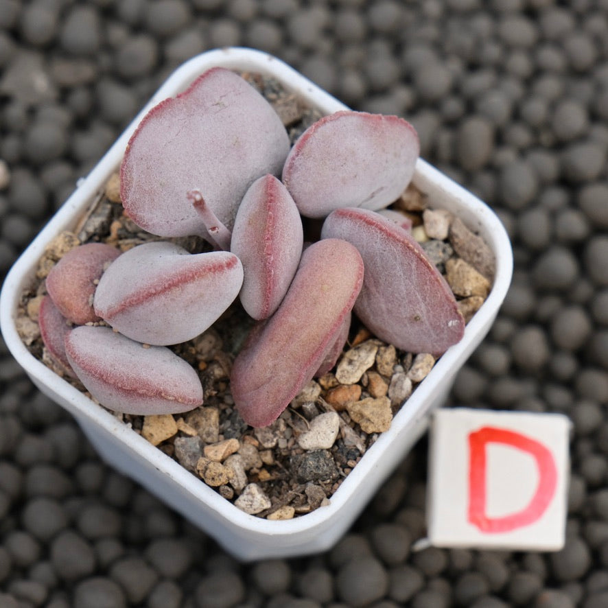 Adromischus Red Egg Imported Succulent Plant