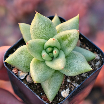 Echeveria agavoides Morgain Succulent Plant