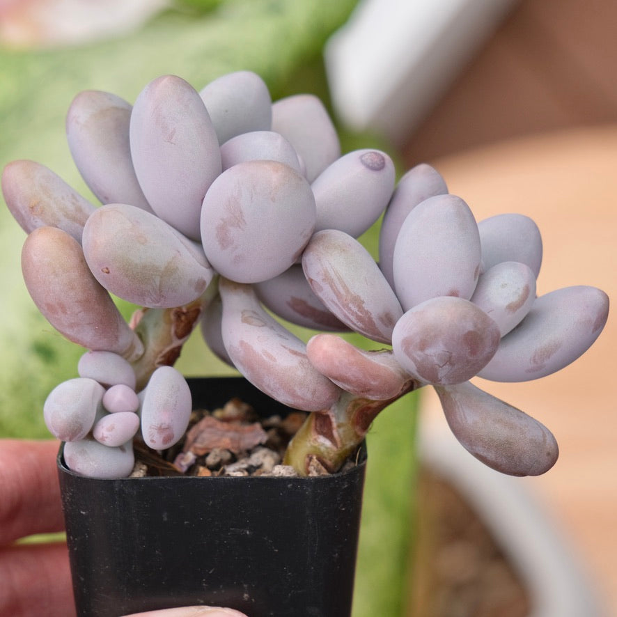 Graptophytum Royal Pretty Korean Succulent Plant Air Magic hybrid