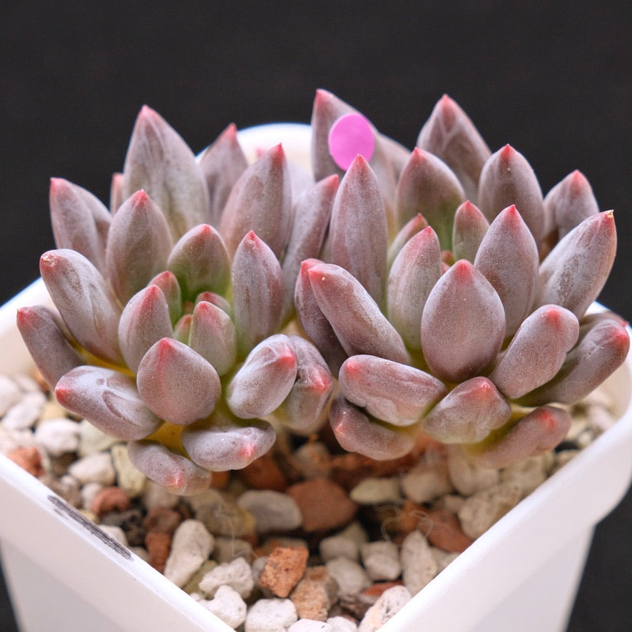 Pachyveria Angel Finger Korean Succulent Plant