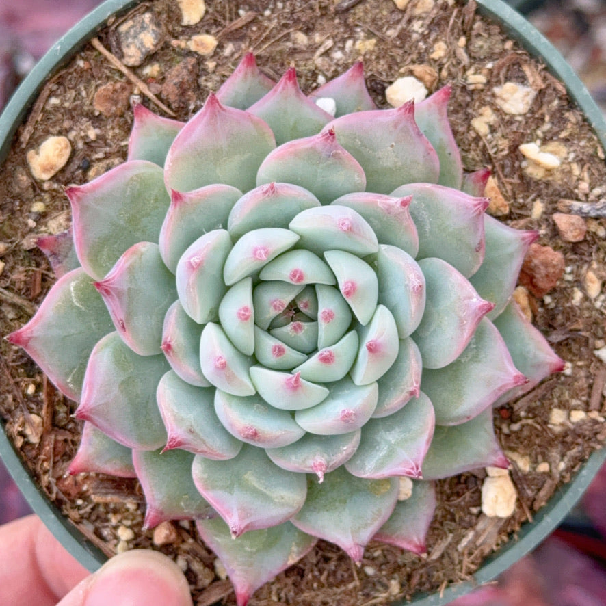 Echeveria chihuahuaensis Succulent Plant