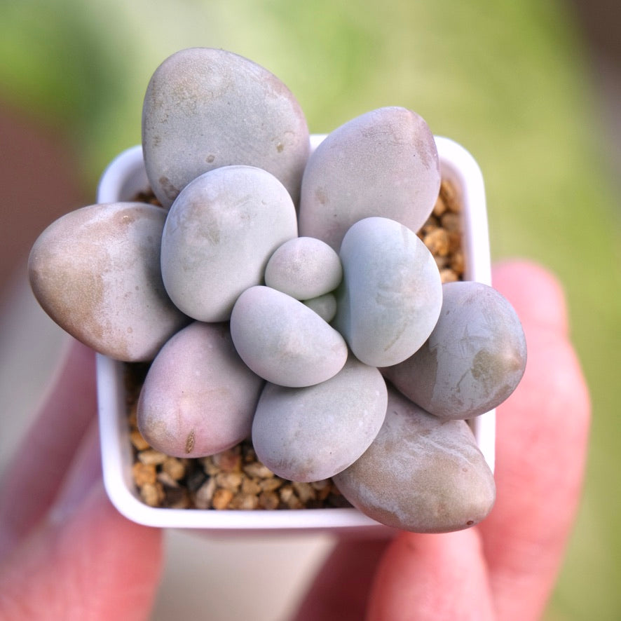 Graptoveria Queens Ball Korean Succulent Plant