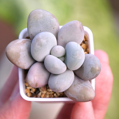 Graptoveria Queens Ball Korean Succulent Plant