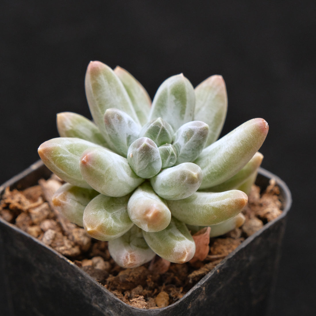 Pachyveria Organic Candy Korean Succulent Plant