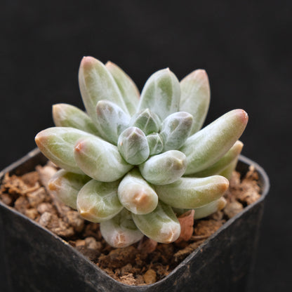 Pachyveria Organic Candy Korean Succulent Plant