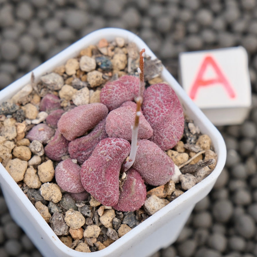 Adromischus Eve Imported Succulent Plant