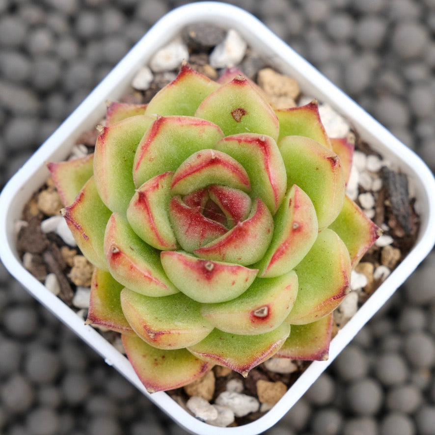 Echeveria LinLin Korean Succulent Plant Mam and Sister Hybrid