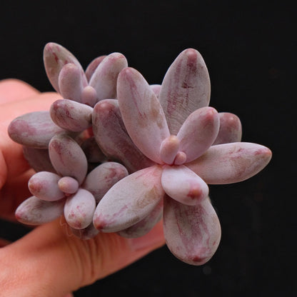 Variegated Pachysedum Ganzhou Korean Succulent Plant