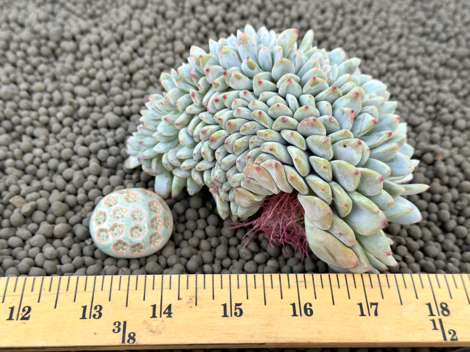 Big Crested Echeveria Monroe Korean Succulent Plant