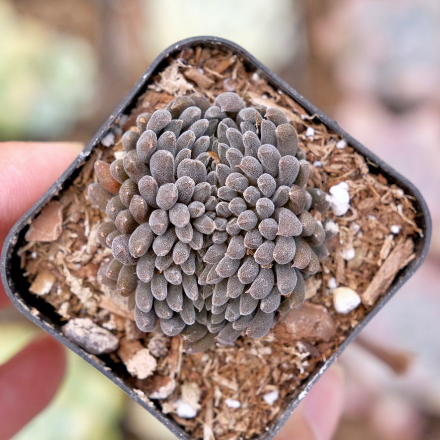 Crested Sinocrassula yunnanensis Rare Succulent Plant