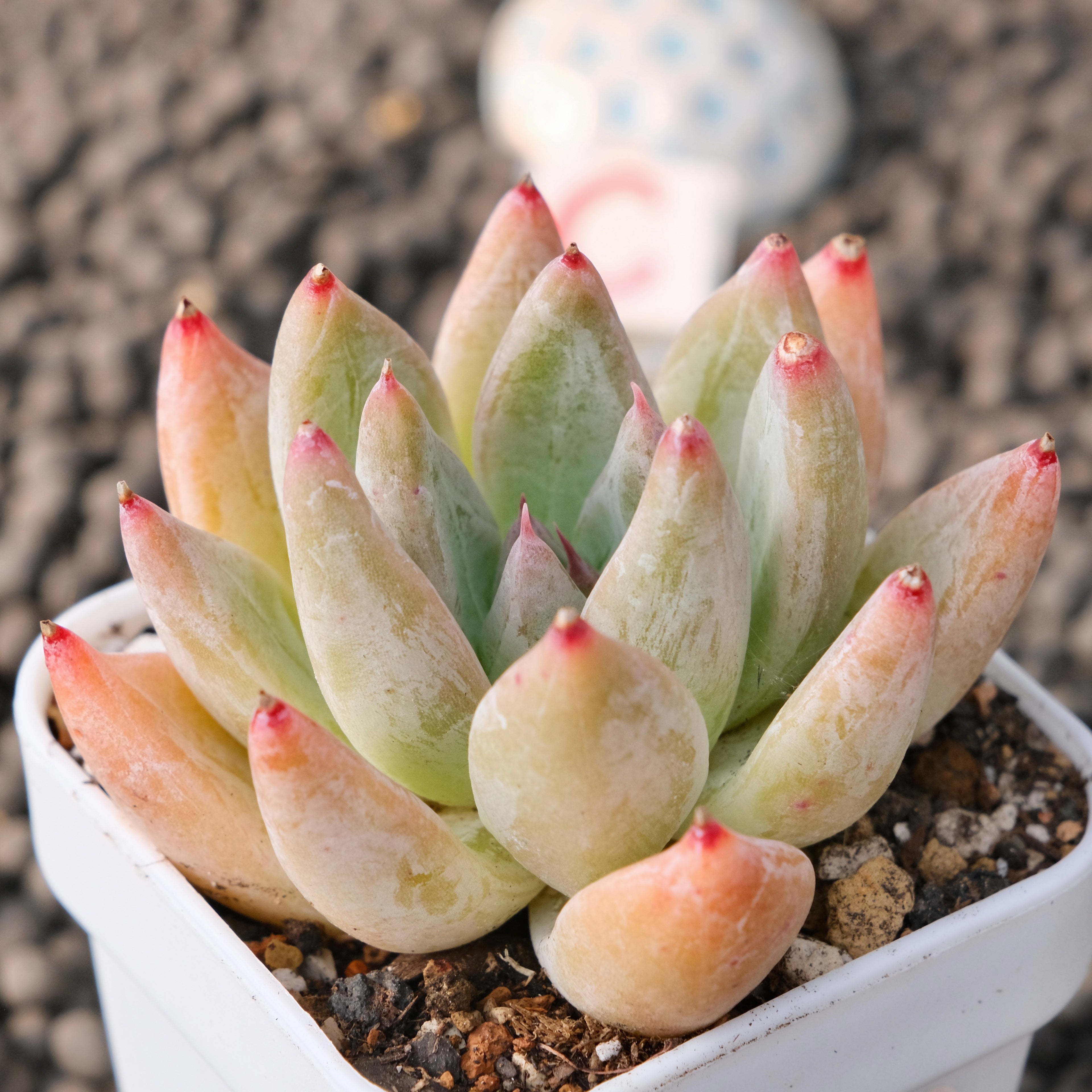 Echeveria Tolimanensis x Tapalpa Korean Succulent Plant Changhee Hybrid